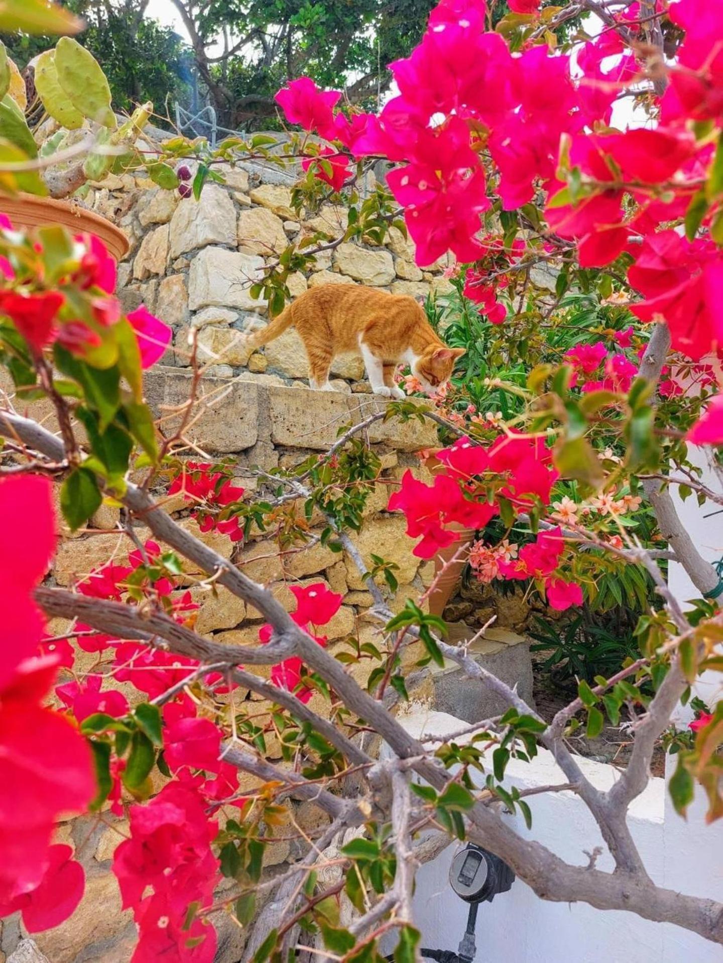 Tranquil Villa With Sea View In Ammopi Karpathos Amoopi Zewnętrze zdjęcie